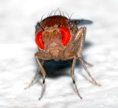 Criticisms of gene drive