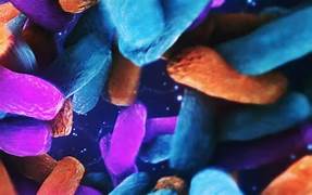 Lung microbes and bone marrow transplants